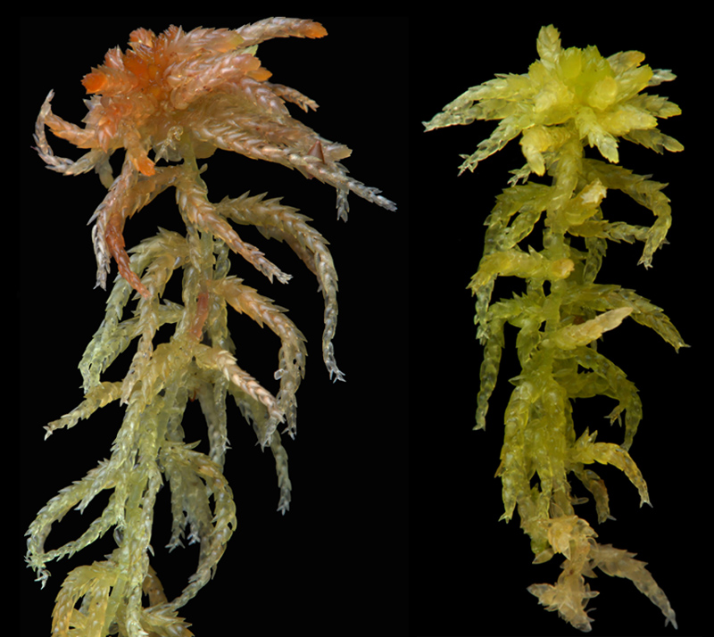Sphagnum tenellum